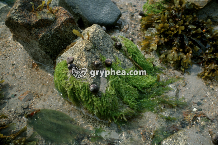 Entéromorphes (algues marines) - gryphea.com